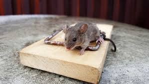 Mice Control Process